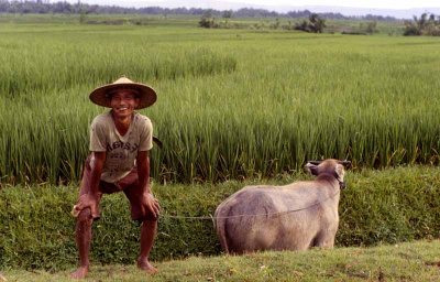 Bali Farmer
