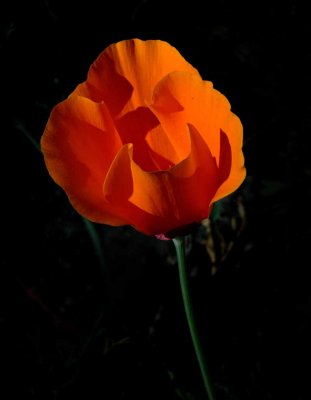 California Poppy