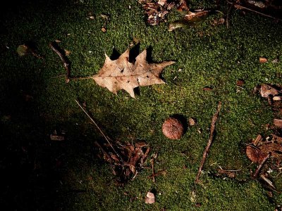 IMG, North Woods, 33.jpg