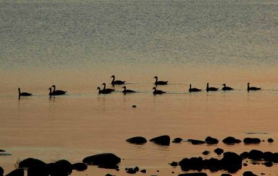 Candian Geese at Sunset
