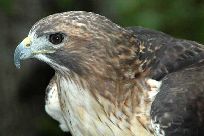 The other Red Tailed Hawk, KY