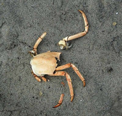 Santa Barbara Crab - As Art