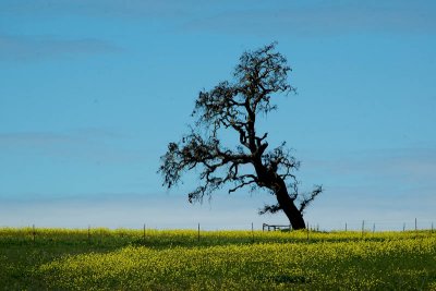 Lone Tree Road