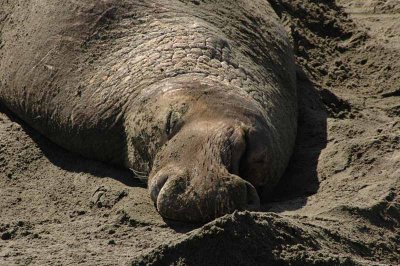  Elephant Seals of Piedras Blancas