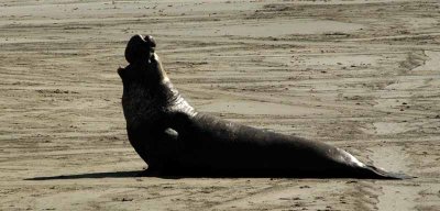  Elephant Seals of Piedras Blancas