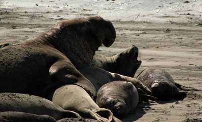  Elephant Seals of Piedras Blancas