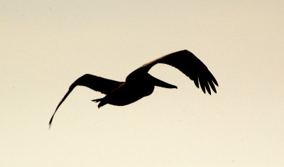 Brown Pelican