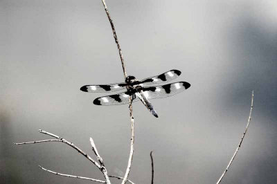 Dragonfly at Rest