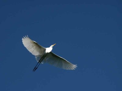 Graceful Flight