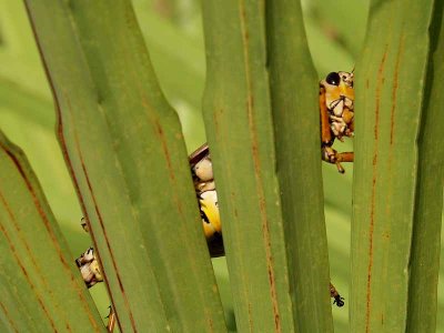 Everglades Grasshopper