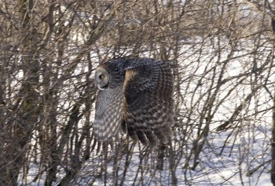 In Flight   Great Gray Owl