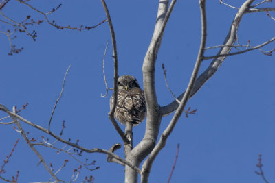 Between the Branches  Northern hawk Owl