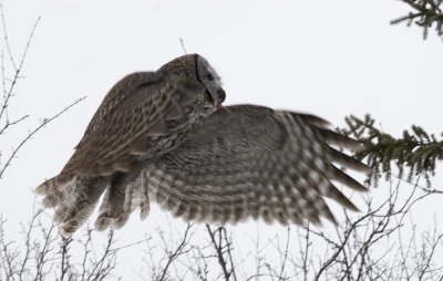 High Flyer- Great Gray Owl
