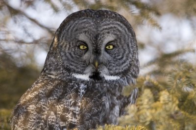 Up Close - Great Gray Owl