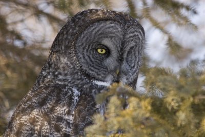 Wary Eyed - Great Gray Owl