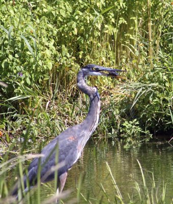 The Capture  Great Blue Heron with Turtle