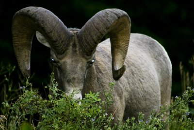 Bighorn Sheep ( And Not Amused )