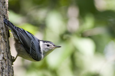 bluejays__nuthatches