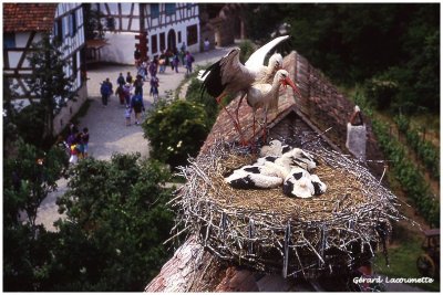 Cigognes au nid