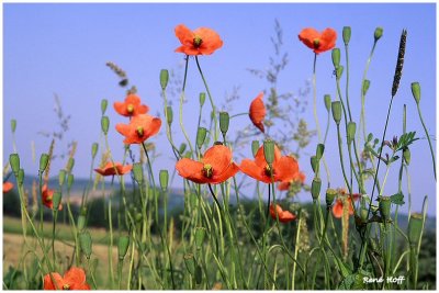 Coquelicots