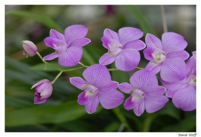 Taïland' s Orchid's