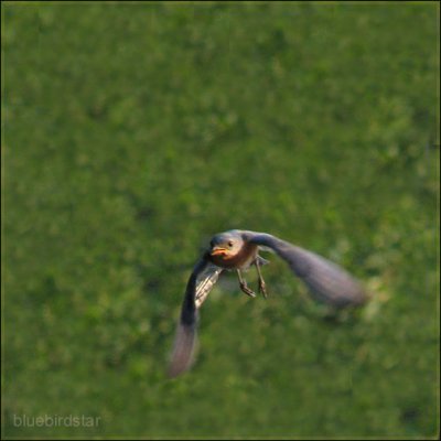 Bluebird Star in Flight