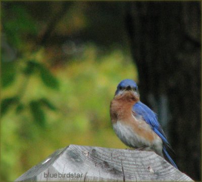 Bluebird Star