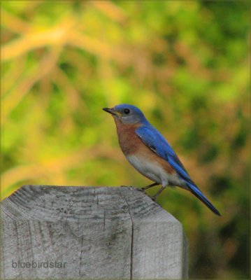 Bluebird Star