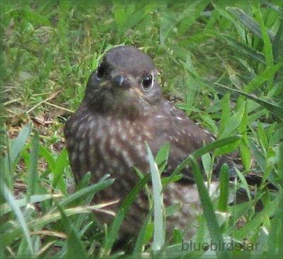 Baby Bluebird - Female