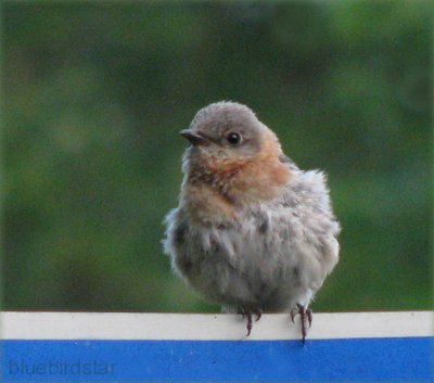 Bluebird Mom