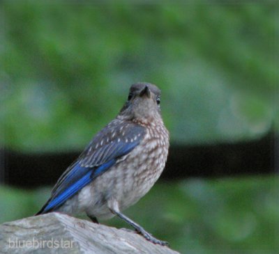 Baby Bluebird - male