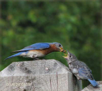 Bluebird Dad Feeding Daughter