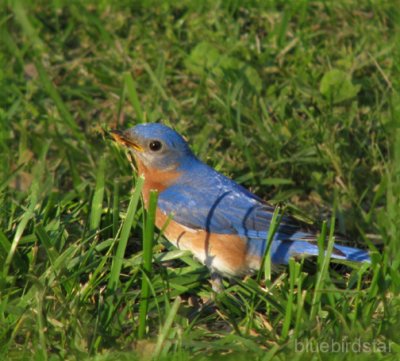 Bluebird Star - Dad