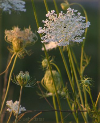 Queen Anne's Lace