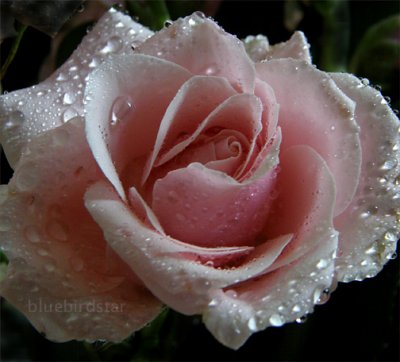 Wonderful Rose