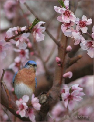 Daydreaming of Bluebirds