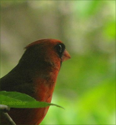 Cardinal