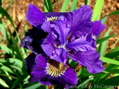 Purple Iris