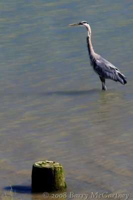 Blue Heron Fishing