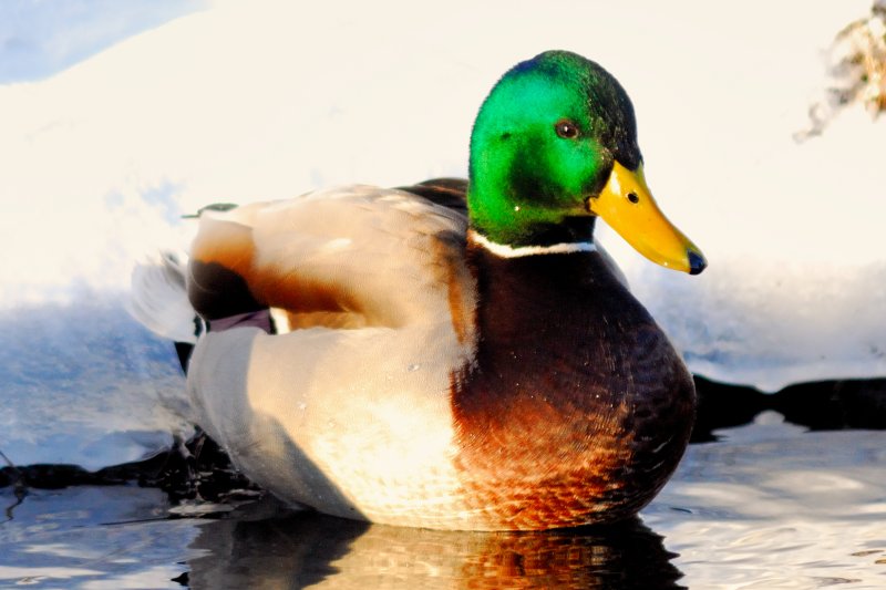 duck_030nx.jpg