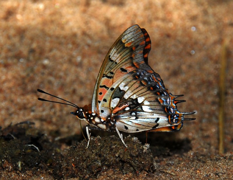 Pearl-spotted Emperor - Charaxes jahlusa