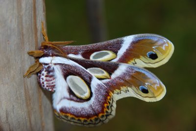 White ringed Atlas Moth