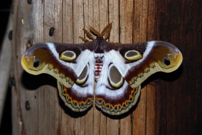 White Ringed Atlas Moth