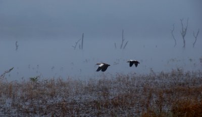 DSC_2008 Egyptian Geese in the mist - Mozambique.JPG