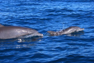 DSC_2437 - Bottlenosed Dolphin and calf - Mozambique.JPG