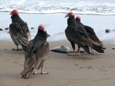 P1010498 Turkey Vultures Ecuador.JPG