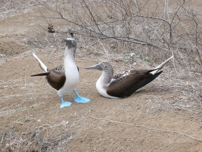 P1010512-Blue-footed boobySula nebouxii Ecuador.JPG