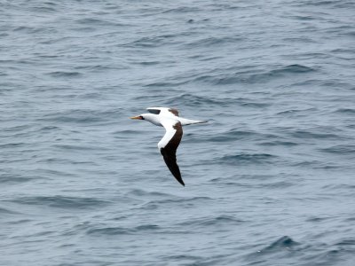 P1010790 - Masked Booby Sula dactylatra Ecuador.JPG