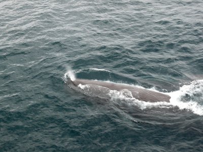 P1020723 - Sperm whale - Chile.JPG