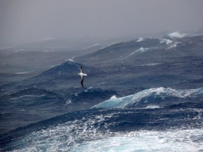 Wandering Albatross - Drake Passage copy.jpg